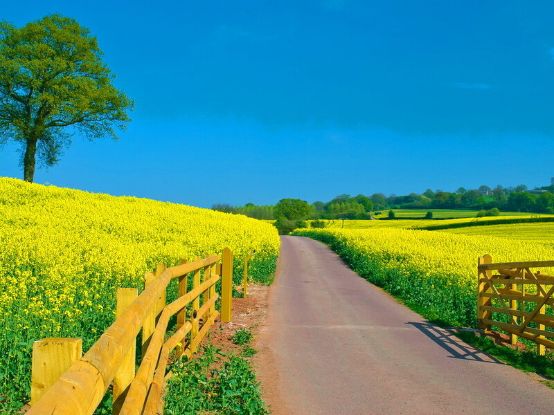 Road Through Canola Fields