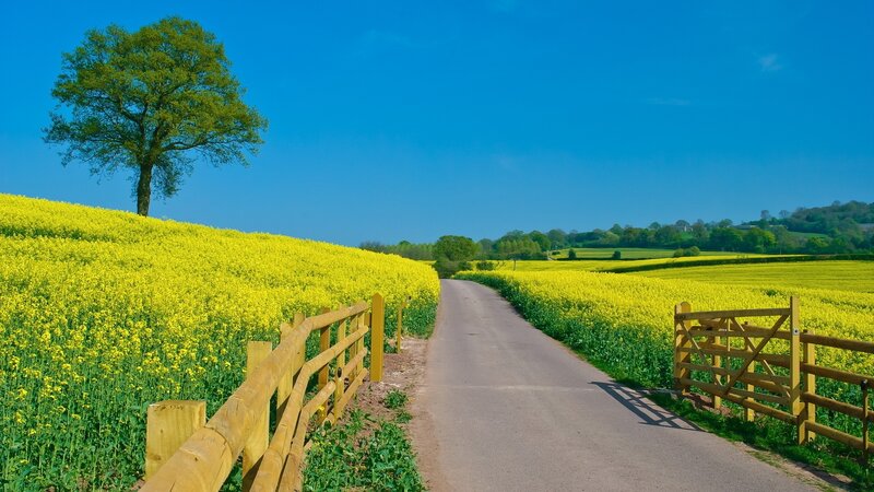 Road Through Canola Fields — Yellow