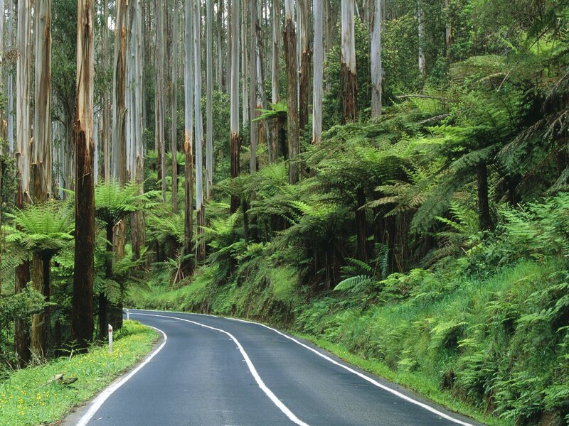 Road through eucalyptus forest