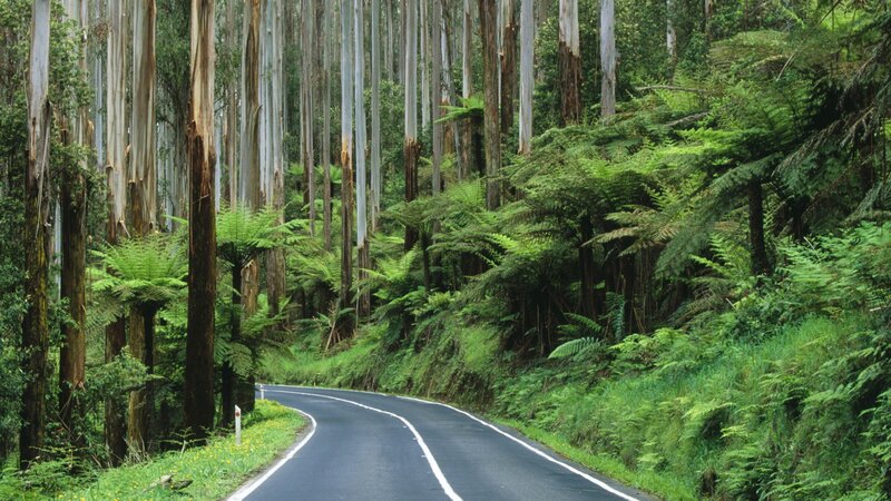 Road through eucalyptus forest