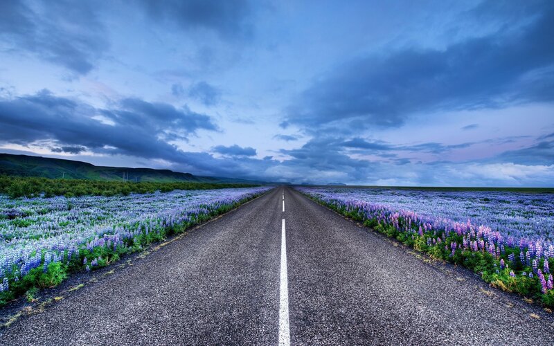 Road Through Flower Field — Blue, Dramatic, Sunset