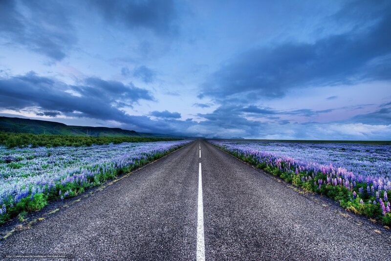 Road Through Flower Field — Blue, Dramatic