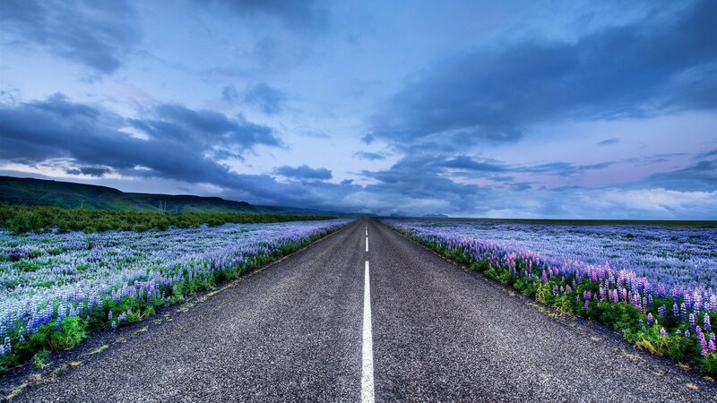 Road Through Flower Field — Blue, Serene, Sunset