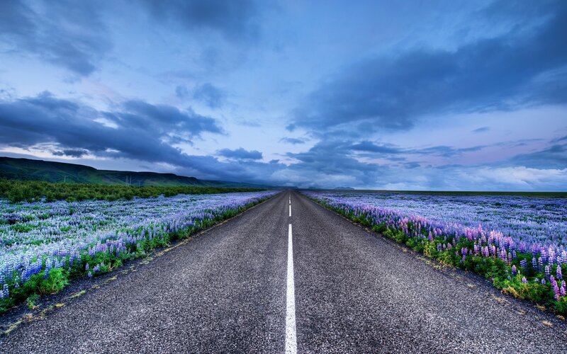 Road Through Flower Field — Blue