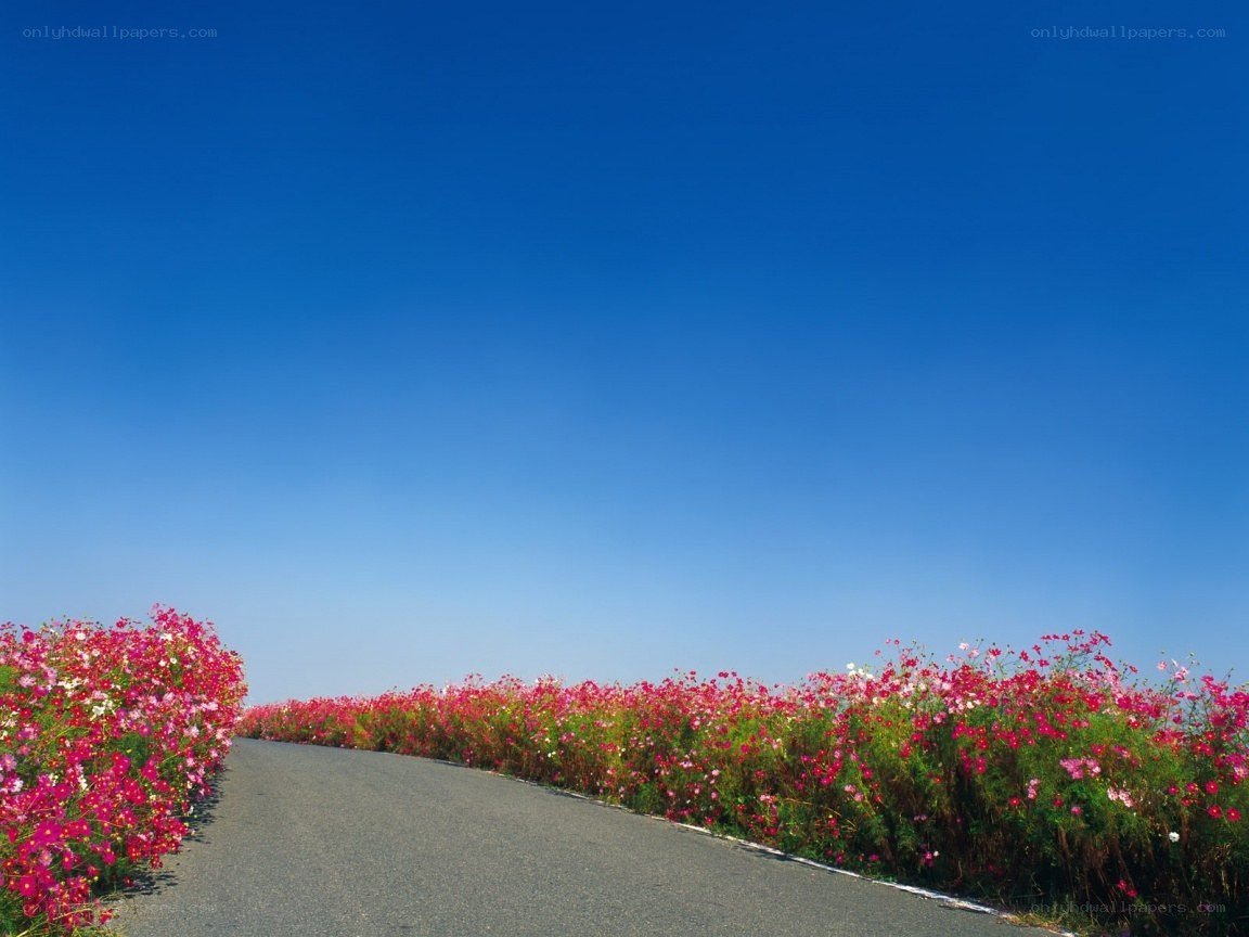 Road through flower field under blue sky