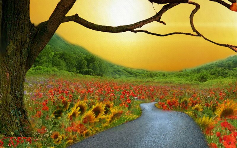 Road Through Flower Field — Yellow, Serene, Sunset