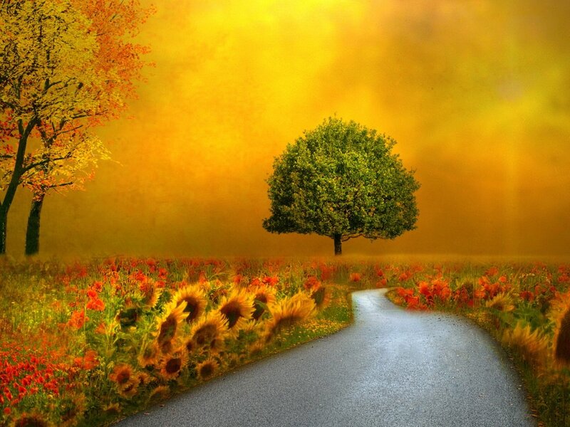 Road Through Flower Field — Yellow, Serene