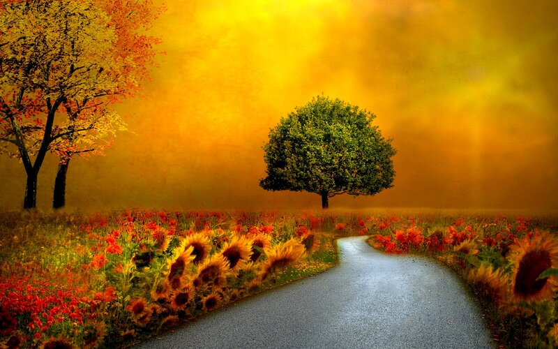 Road Through Flower Field — Yellow
