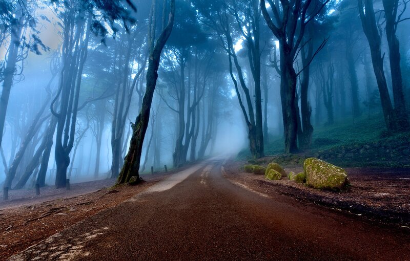 Road Through Foggy Forest — Blue, Mysterious