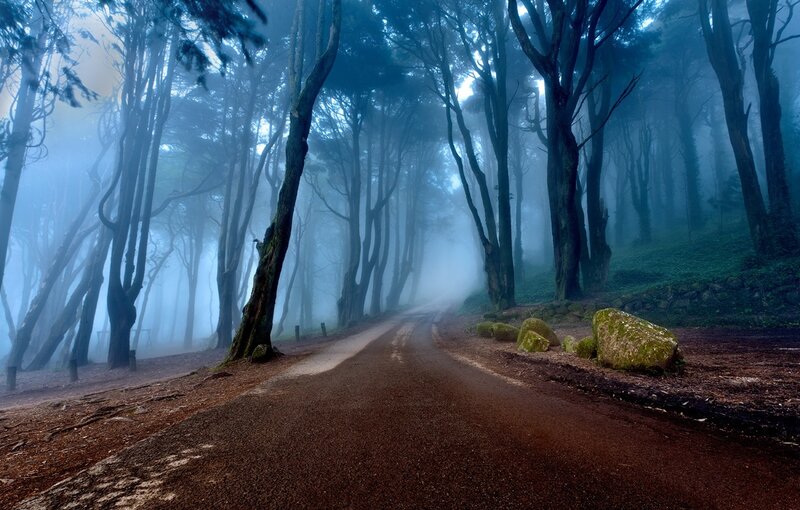 Road Through Foggy Forest — Blue