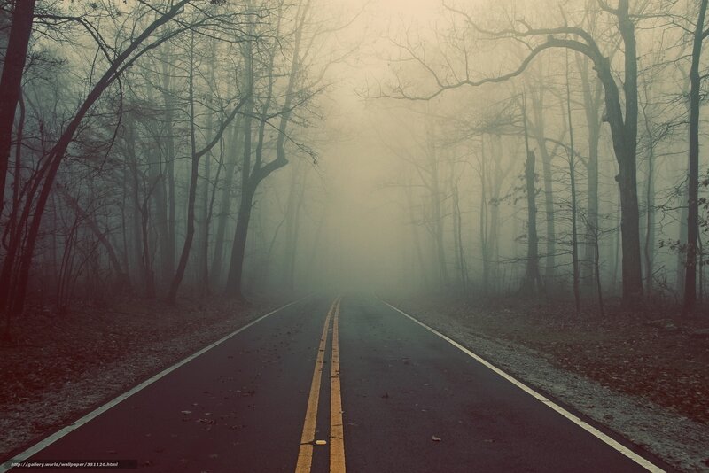 Road Through Foggy Forest — Gray, Mysterious