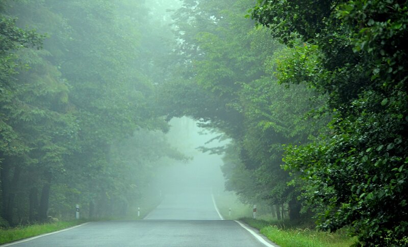 Road Through Foggy Forest — Green