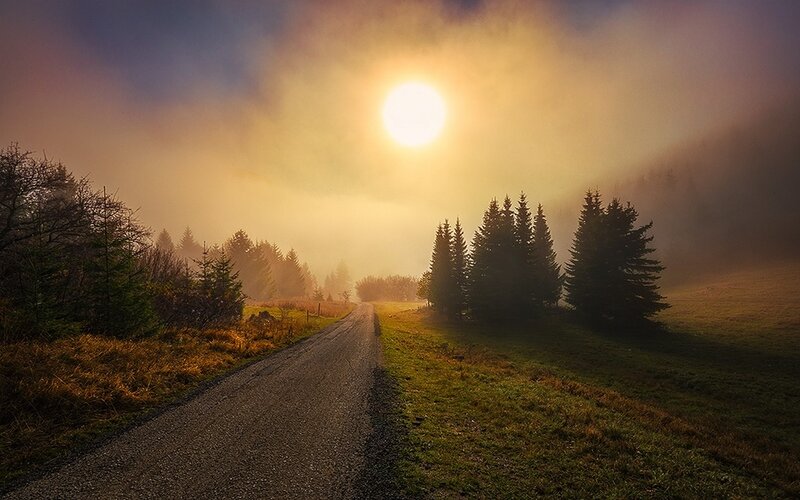 Road Through Foggy Forest — Yellow