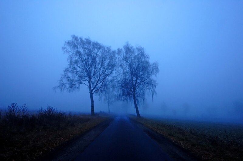 Road Through Foggy Trees