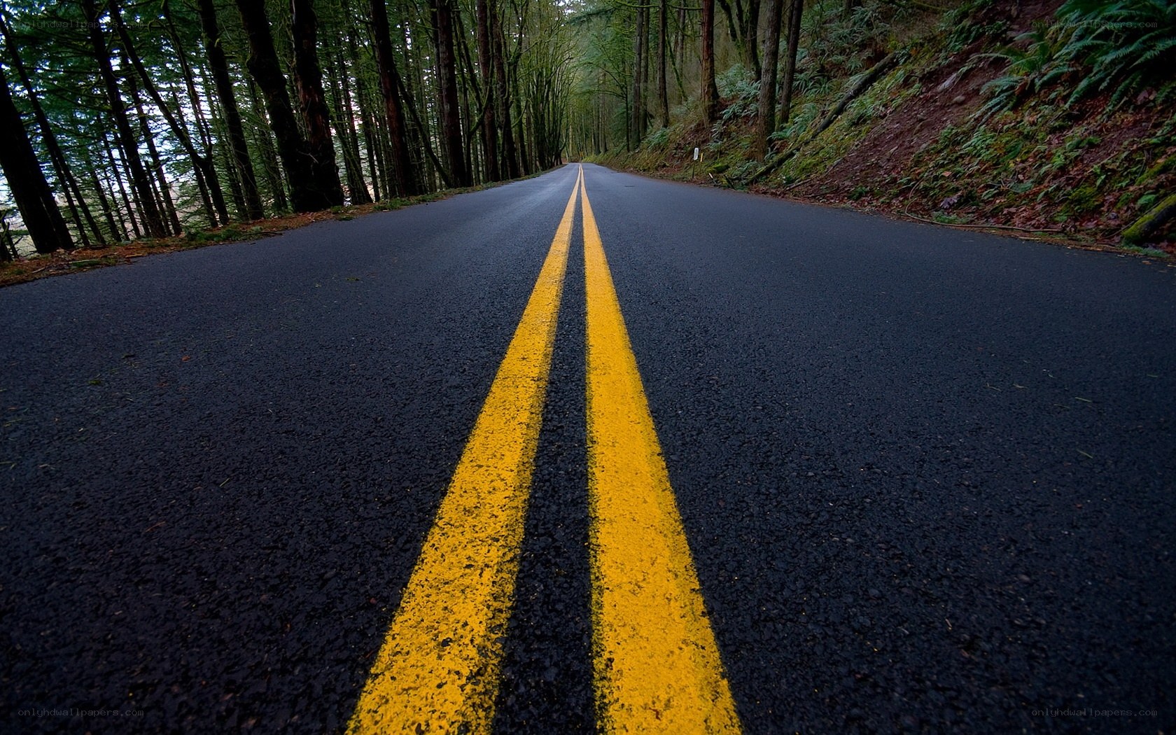 Road through forest