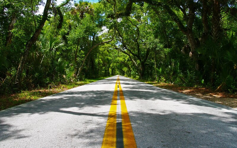 Road Through Forest — Afternoon
