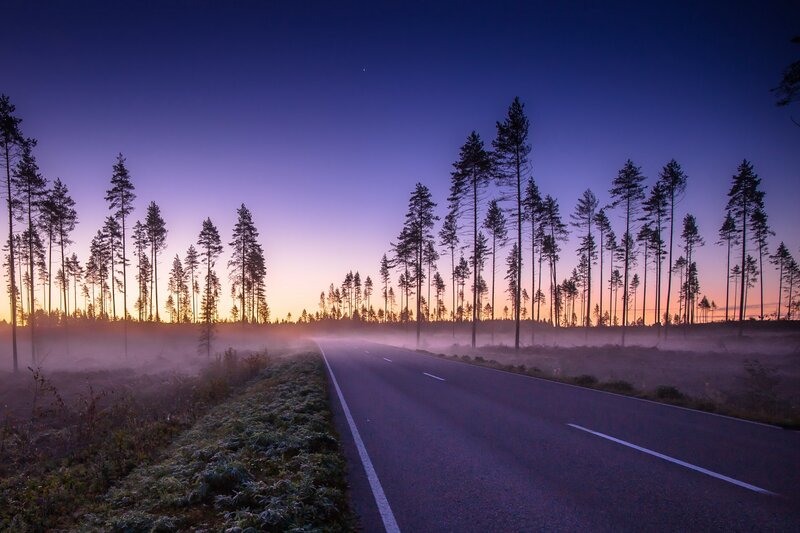 Road Through Forest at Dawn
