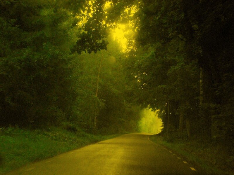 Road through forest at night