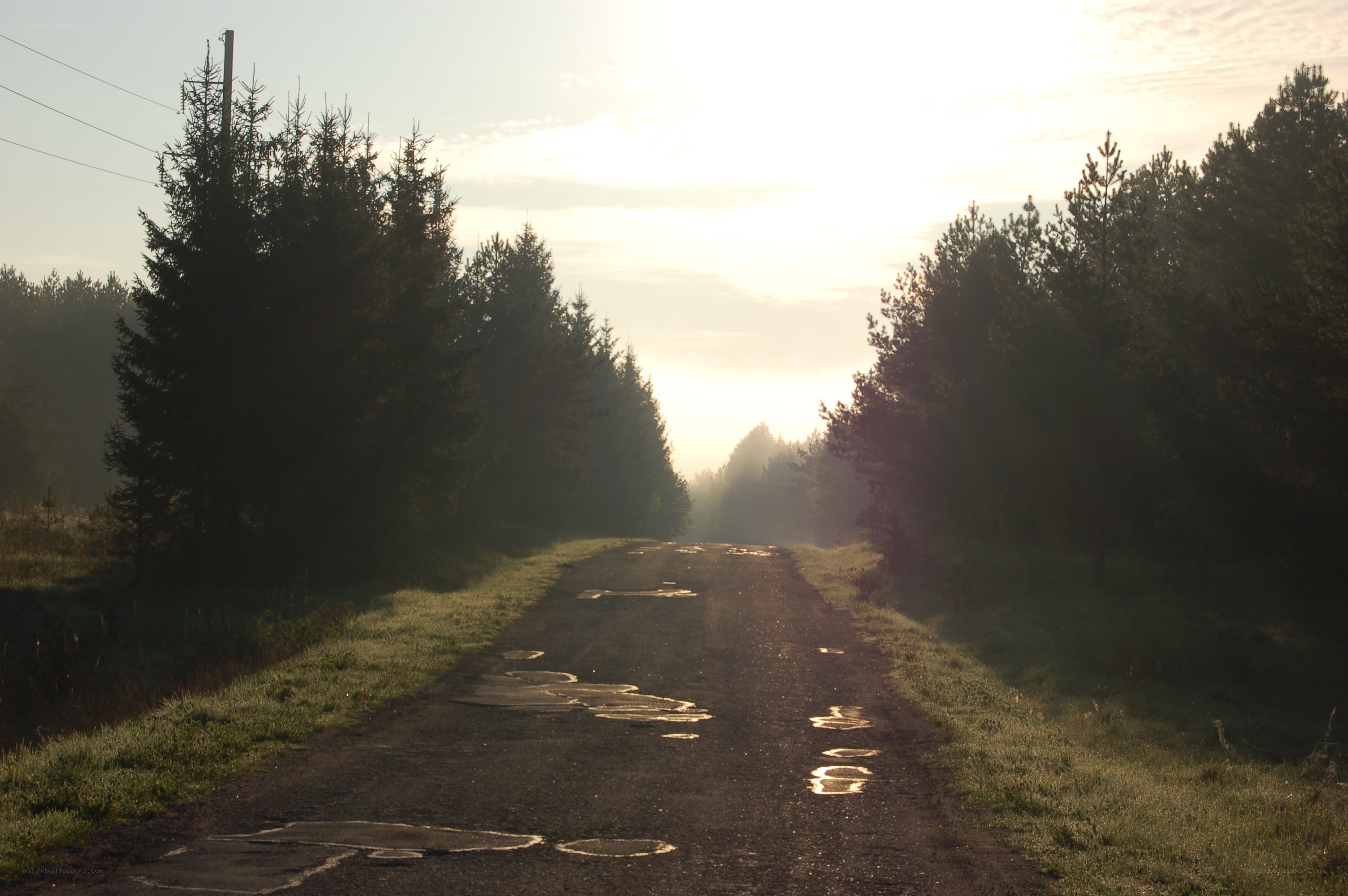 Road through forest at sunrise