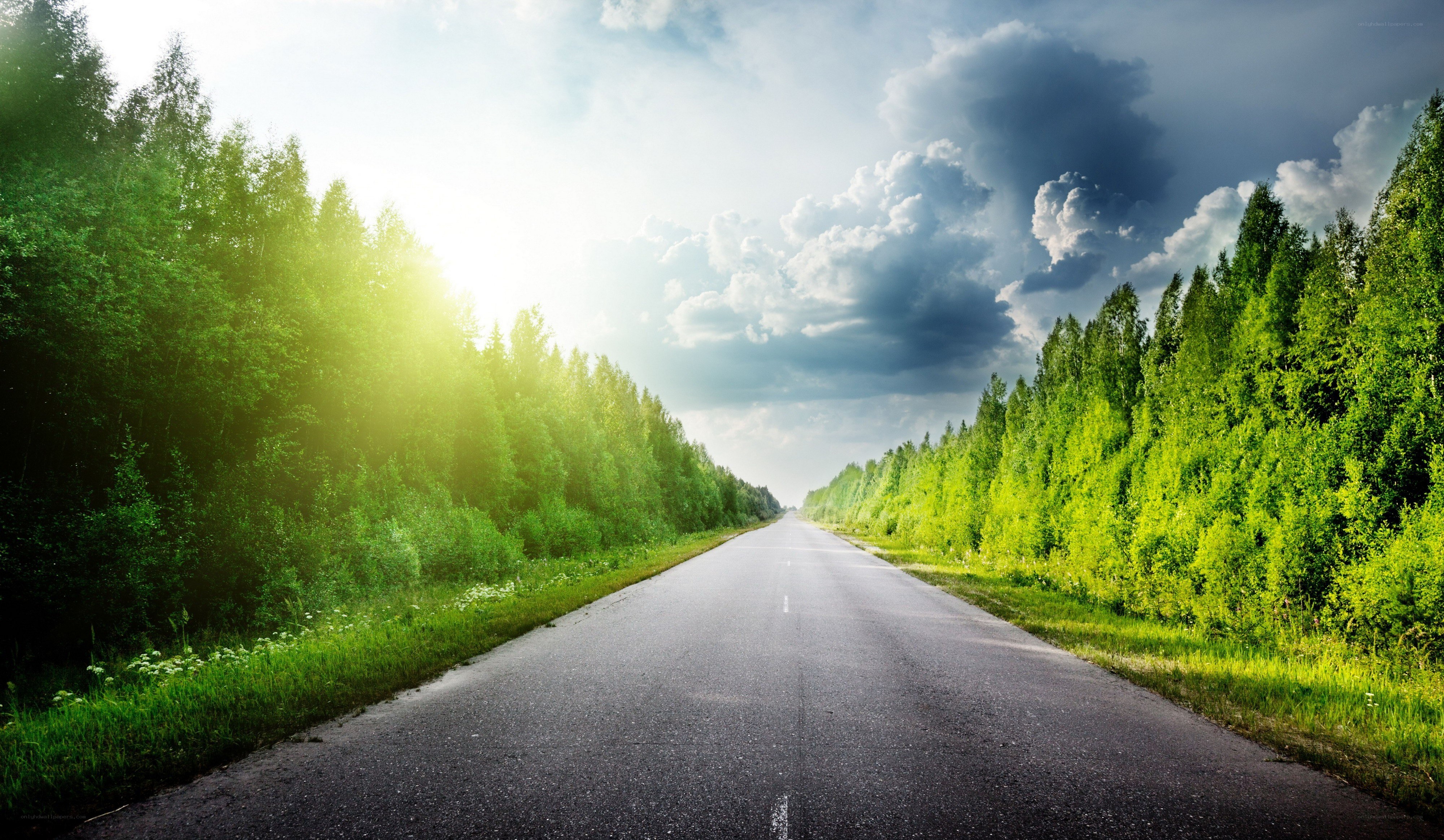 Road through forest at sunrise
