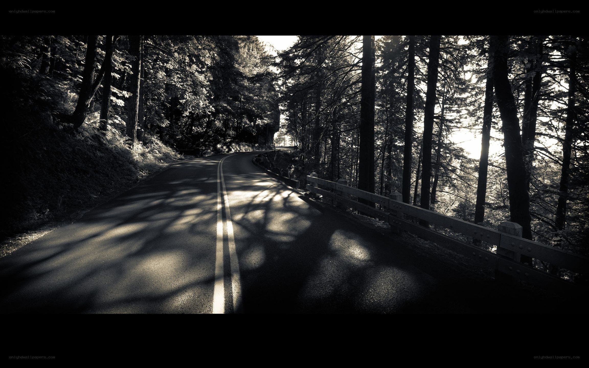 Road through forest at sunrise