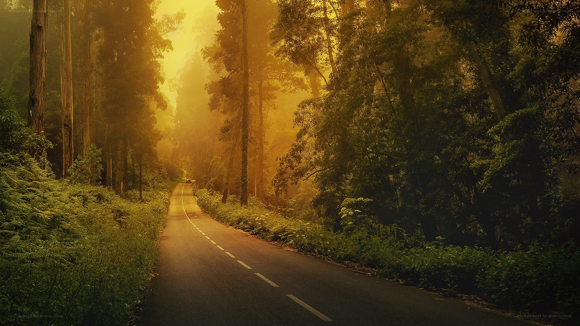 Road through forest at sunrise