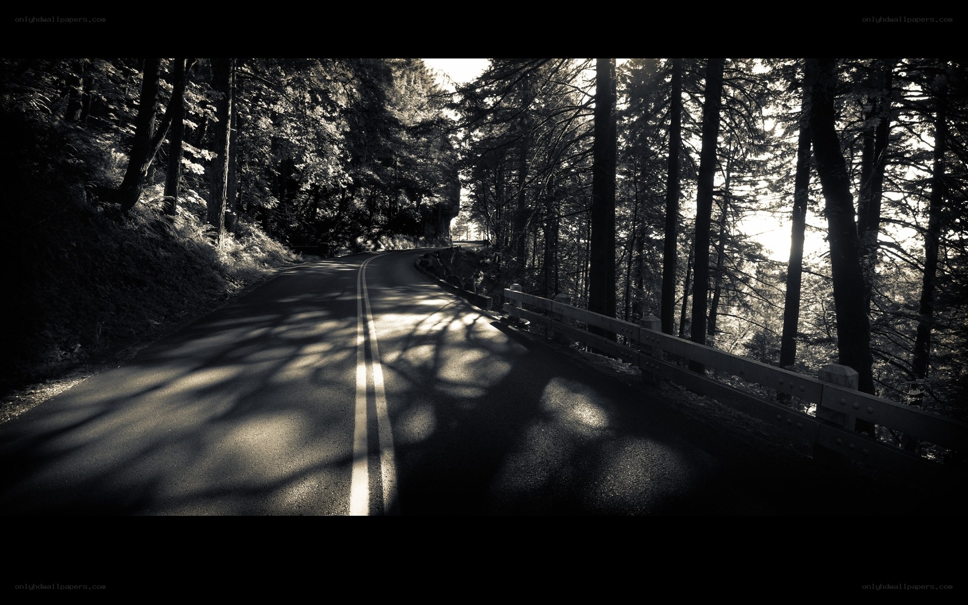 Road through forest at sunrise
