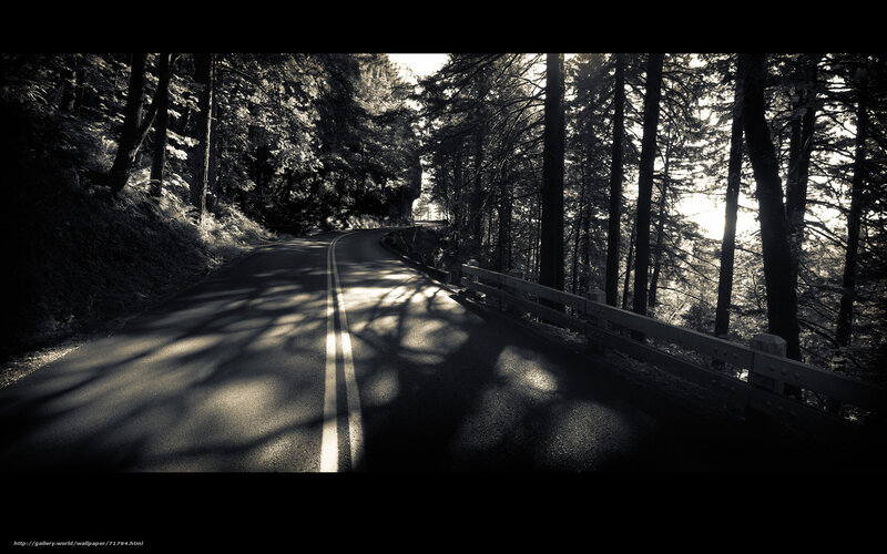 Road through forest at sunrise