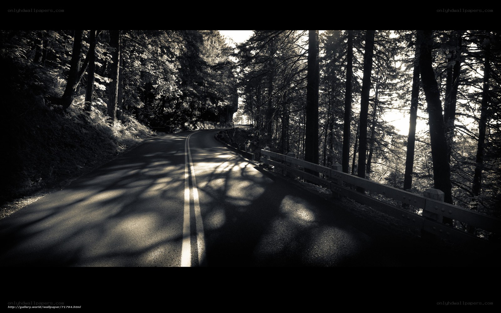 Road through forest at sunrise