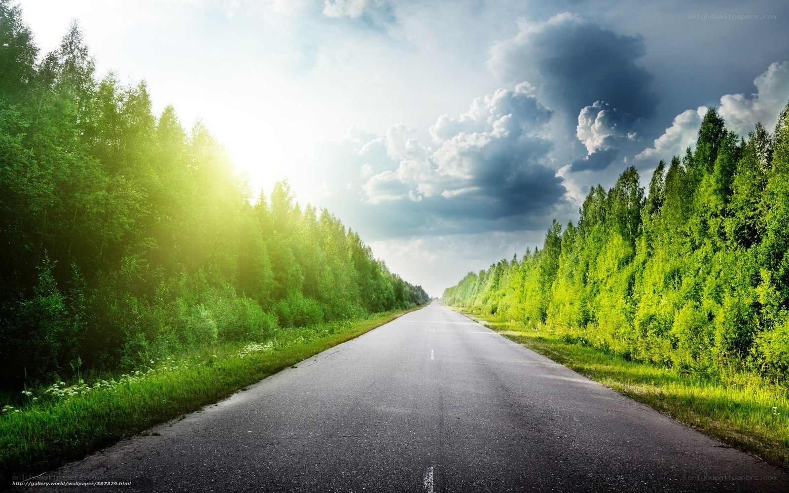 Road through forest at sunset