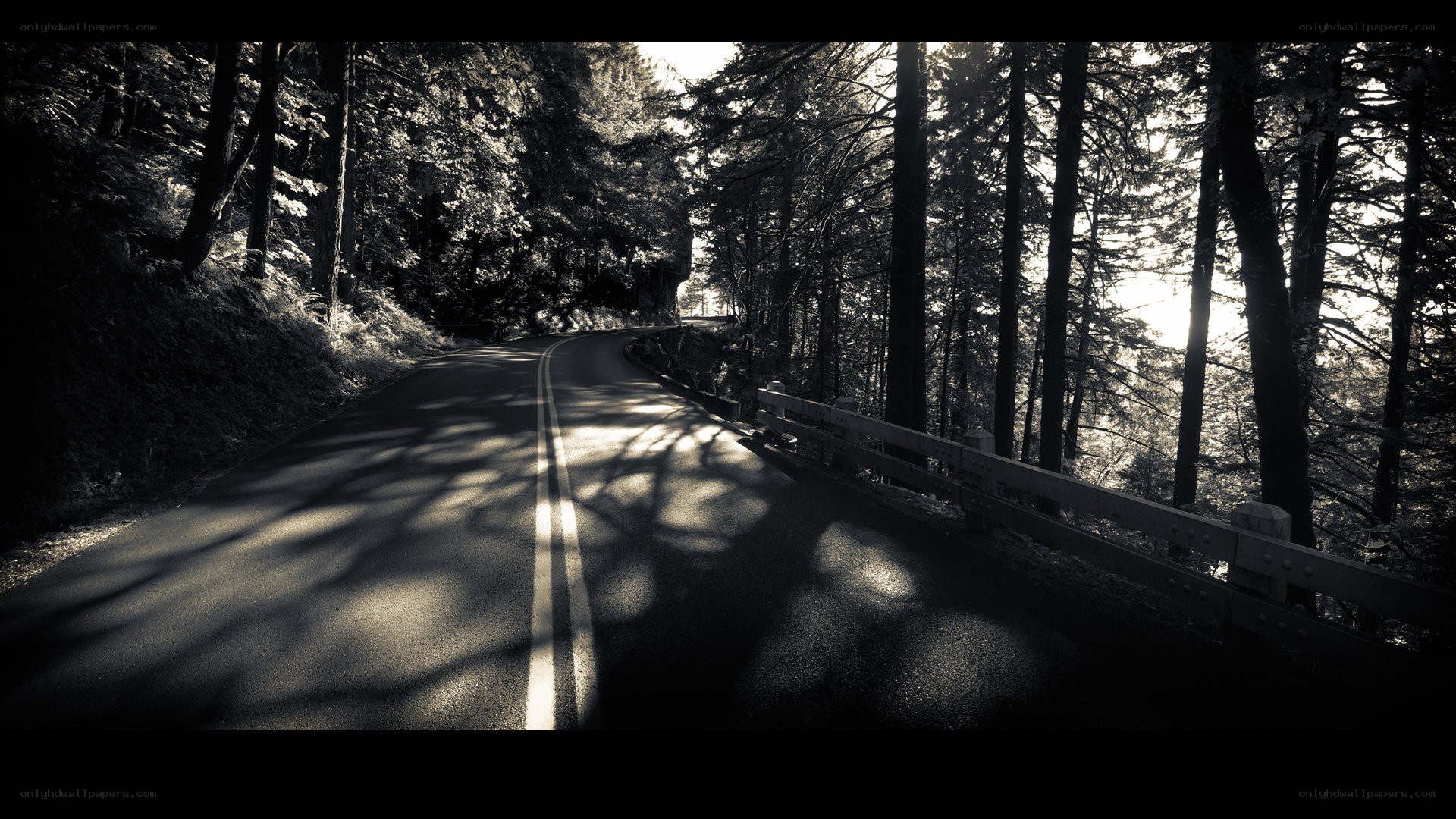 Road through forest at sunset