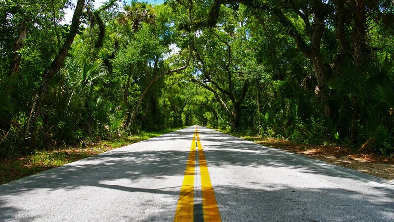 Road through forest canopy