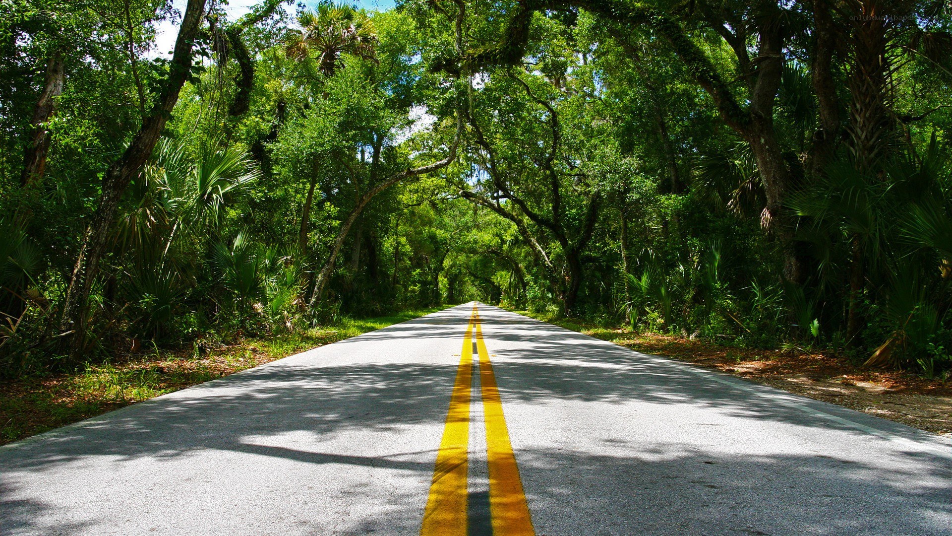 Road through forest canopy