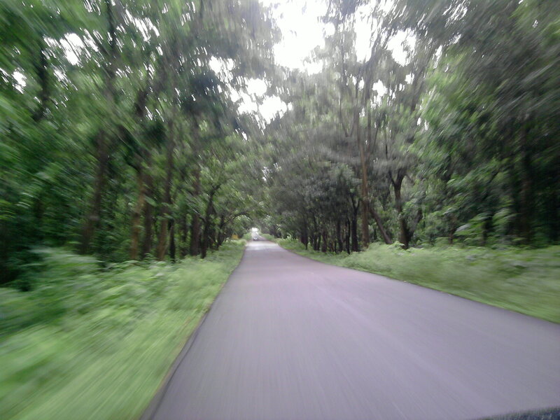 Road Through Forest — Green, Calm