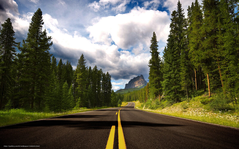 Road Through Forest — Green, Dramatic, Afternoon