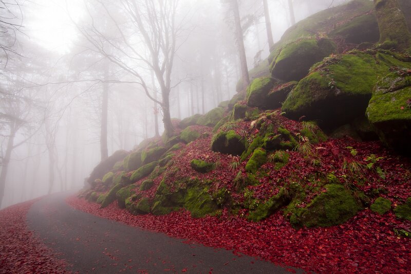 Road Through Forest — Green, Misty, Autumn, Photograph