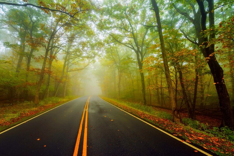Road Through Forest — Green, Misty, Autumn