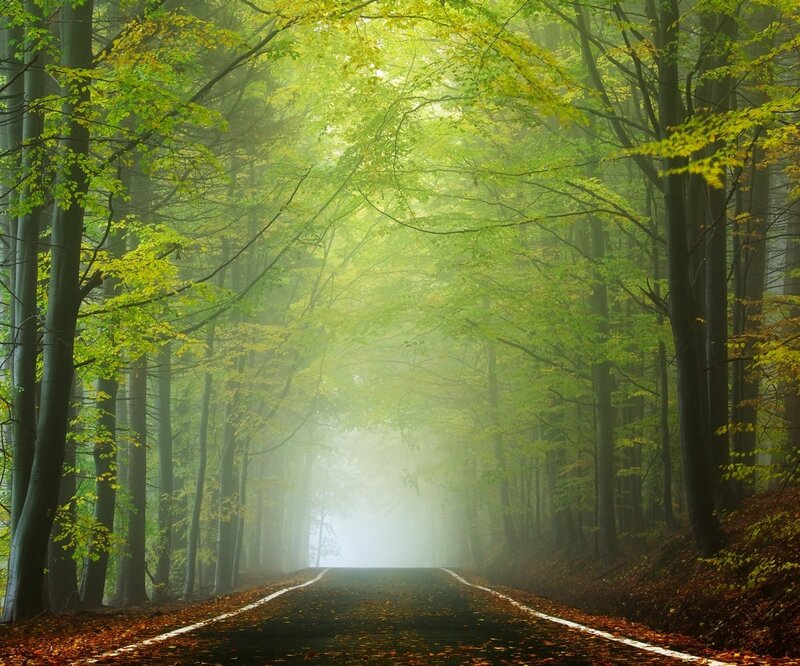 Road Through Forest — Green, Misty, Morning, Photograph, Trees, Fog