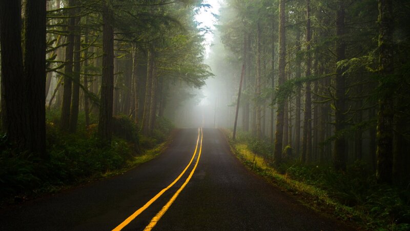 Road Through Forest — Green, Misty, Morning, Photograph, Trees