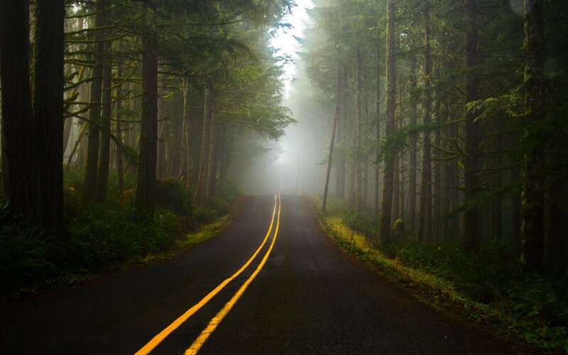 Road Through Forest — Green, Misty, Morning