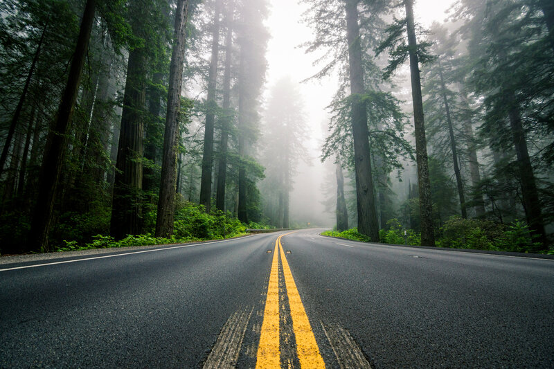 Road Through Forest — Green, Misty