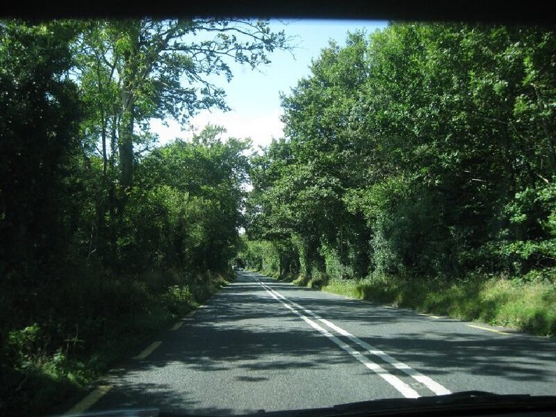 Road Through Forest — Green, Serene, Afternoon, Photograph