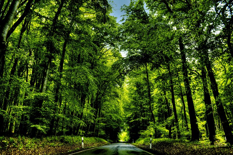 Road Through Forest — Green, Serene, Afternoon, Photograph, Trees, Asphalt Road