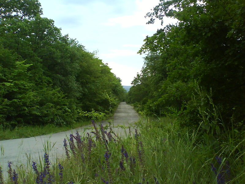 Road Through Forest — Green, Serene, Afternoon, Photograph, Trees, Flowers