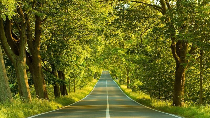 Road Through Forest — Green, Serene, Afternoon, Photograph, Trees, Grass, Sunlight
