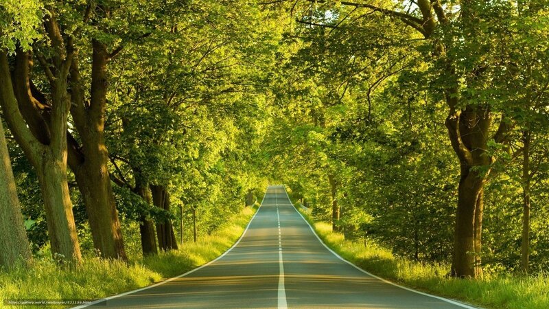 Road Through Forest — Green, Serene, Afternoon, Photograph, Trees, Grass