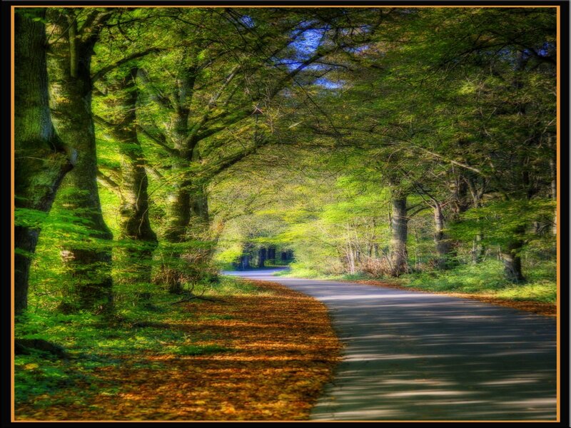 Road Through Forest — Green, Serene, Afternoon, Photograph, Trees, Leaves