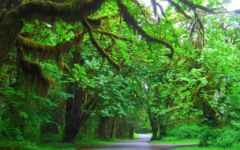 Road Through Forest — Green, Serene, Afternoon, Photograph, Trees, Moss