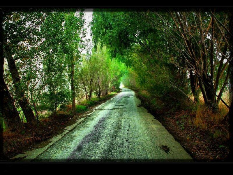 Road Through Forest — Green, Serene, Afternoon, Photograph, Trees, Path, Leaves