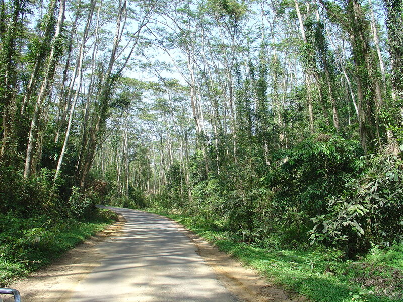 Road Through Forest — Green, Serene, Afternoon, Photograph, Trees, Path